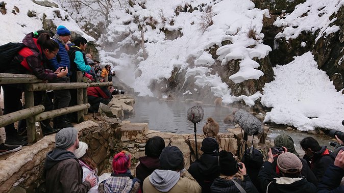 Day Trip to See the Snow Monkeys from Shinjuku with Lunch Buffet - What happens if the monkeys are not bathing?