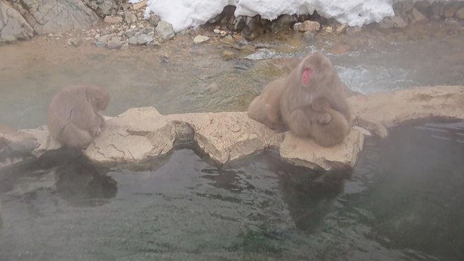 Day Trip to See the Snow Monkeys from Shinjuku with Lunch Buffet - Is $130.43 a fair price?
