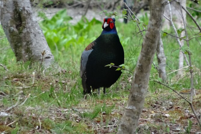 Easygoing Nature Walk in Hakone Tour - Starting among Hakone’s wetland plants