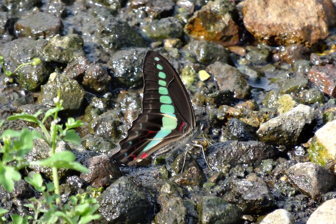 Easygoing Nature Walk in Hakone Tour - Wildlife watching without a steep hike