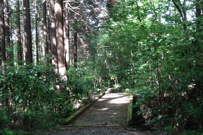 Easygoing Nature Walk in Hakone Tour - Who should book this walk?