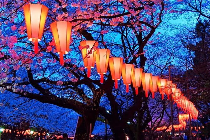 Evening Hanami (Cherry Blossom) Experience with a Local - Why an evening hanami walk works so well