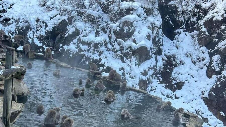F: Tokyo:Nagano snow monkey/Zenko Ji temple private day tour - Key points to know before booking