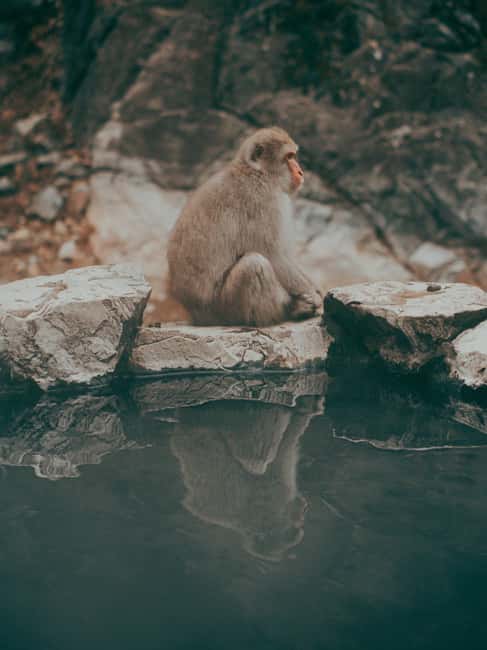 F: Tokyo:Nagano snow monkey/Zenko Ji temple private day tour - A long but rewarding escape from Tokyo