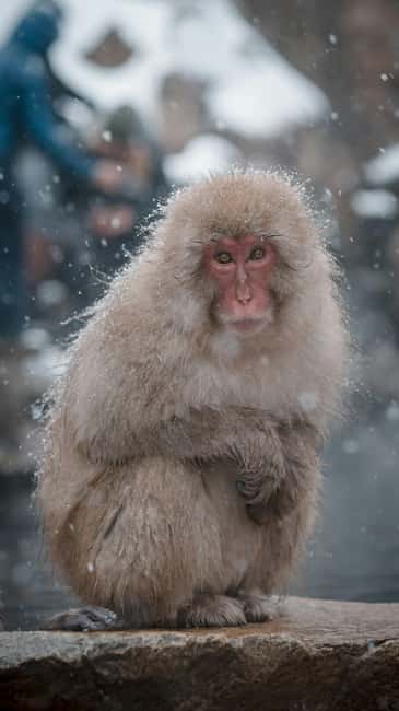 F: Tokyo:Nagano snow monkey/Zenko Ji temple private day tour - Zenkoji Temple brings a change of pace