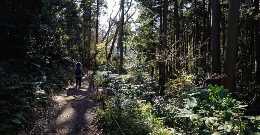 From Kamakura: Daibutsu Hiking Trail Tour with Local Guide - Why the Daibutsu Trail is a smart way to see Kamakura