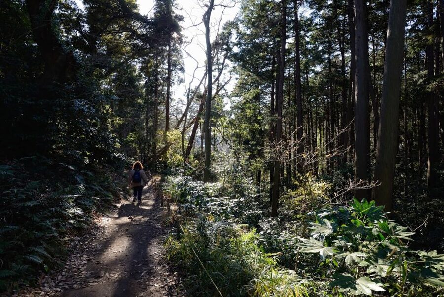 From Kamakura: Daibutsu Hiking Trail Tour with Local Guide - Walking from the Great Buddha toward Jochi-ji