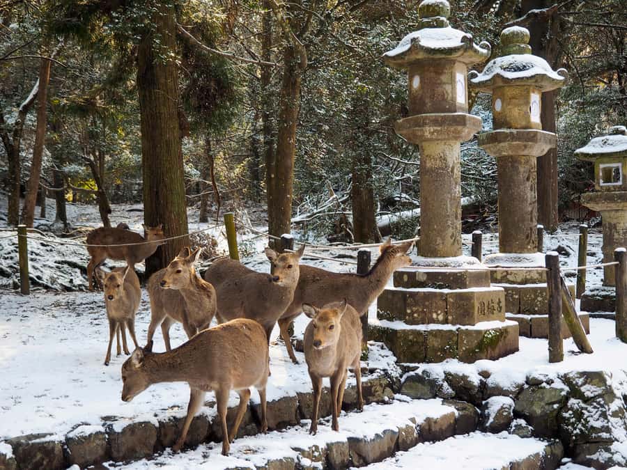 From Osaka: Kyoto & Nara Highlights Day Tour (7 attractions) - Fushimi Inari’s thousands of vermilion gates