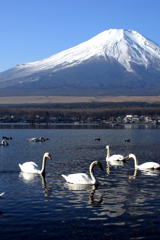 From Tokyo: Fuji Mountain Area - FujiQ - Lake Kawaguchiko - Chureito Pagoda - Adding FujiQ Highland for a split-interest group