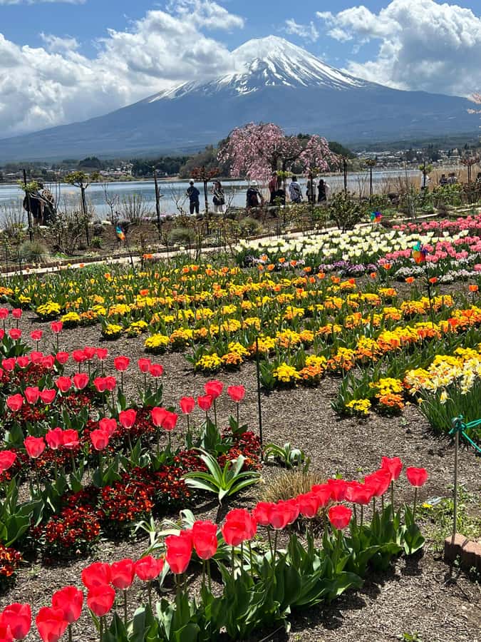 From Tokyo: Mount Fuji and Hakone Private Day Trip - Hakone National Park, Owakudani, and volcanic views