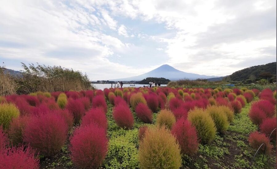 From Tokyo: Mount Fuji Full Customized Tour English Guide - How the guides shape the experience