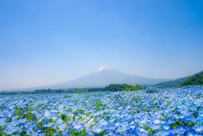 From Tokyo: Mt Fuji, Arakurayama and Kawaguchi Lake Day Trip - Lake Kawaguchi, Oishi Park, and the autumn alternative