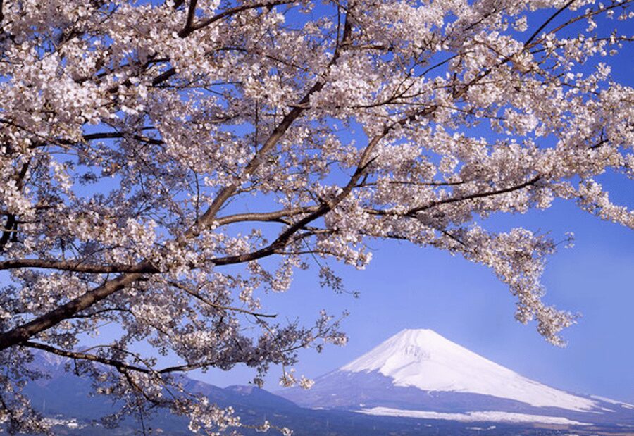 From Tokyo: Mt. Fuji, Hakone, Owakudani & Lake Ashi Bus Tour - Key points to know before booking