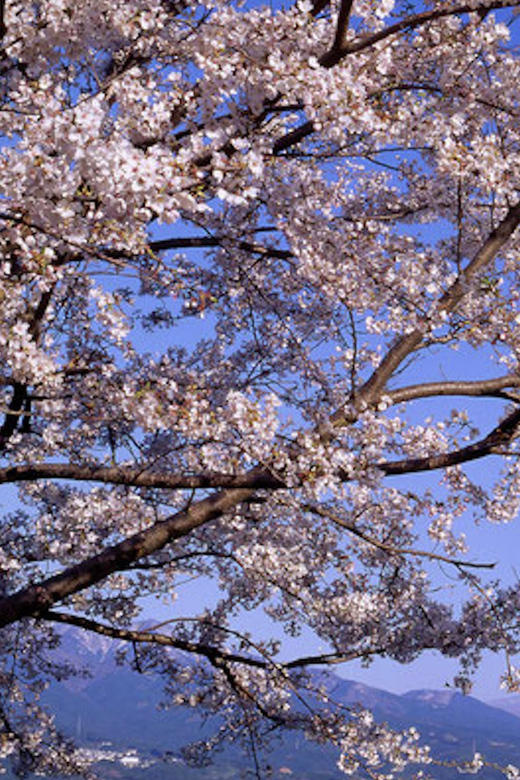 From Tokyo: Mt. Fuji, Hakone, Owakudani & Lake Ashi Bus Tour - Lunch in Hakone, with food on your own