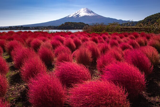 From Tokyo Mt.Fuji, Lake Kawaguchi, Makaino Farm day tour - Is $84.70 good value?