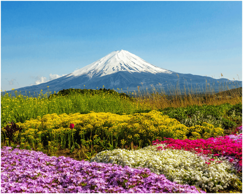From Tokyo: Mt.Fuji, Lake Kawaguchi, Oshino Hakkai Day Tour - The long ride back to Shinjuku