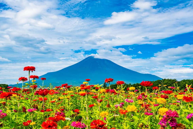 From Tokyo: Must-Visit Mount Fuji Highlight Full-Day Tour - Obuchi Sasaba and the tea fields