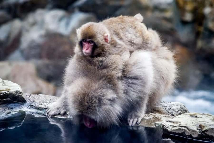 From Tokyo: Nagano Full Day Private Snow Monkey Park Tour - Key points at a glance