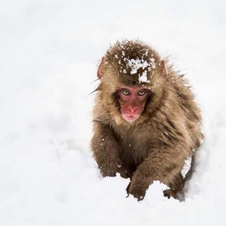 From Tokyo: Nagano Full Day Private Snow Monkey Park Tour - Entering Jigokudani Yaen-Koen