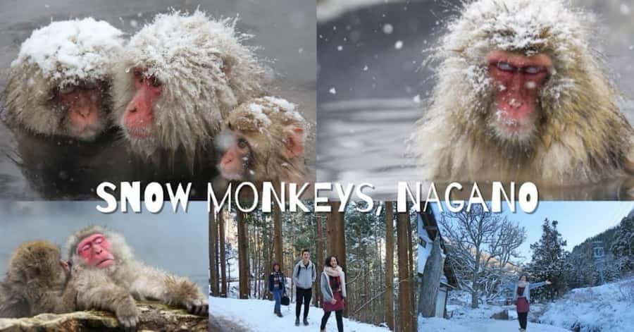 From Tokyo: Nagano Full Day Private Snow Monkey Park Tour - How private service changes the value