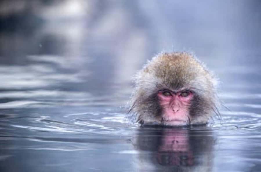 From Tokyo: Nagano Full Day Private Snow Monkey Park Tour - Who should book this Nagano day trip