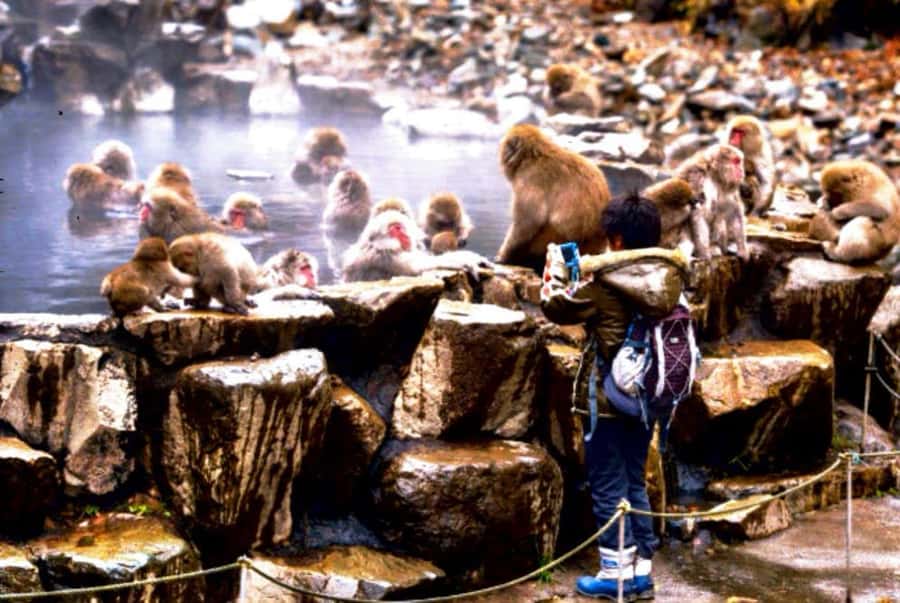 From Tokyo: Nagano Full Day Private Snow Monkey Park Tour - Practical details before you reserve
