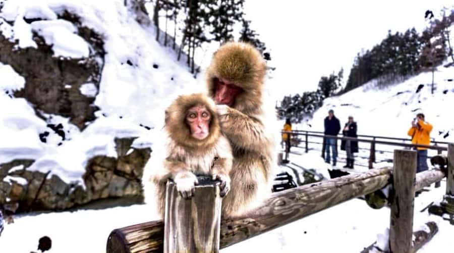 From Tokyo: Nagano Full Day Private Snow Monkey Park Tour - The long road from Tokyo to Nagano