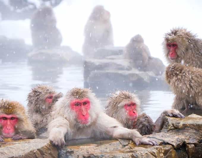 From Tokyo/Nagano : Private Snow Monkeys Park Full Day Trip - The snow monkeys are worth the long ride