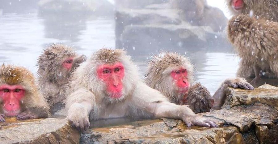 From Tokyo/Nagano : Private Snow Monkeys Park Full Day Trip - Zenkoji Temple gives the day some depth