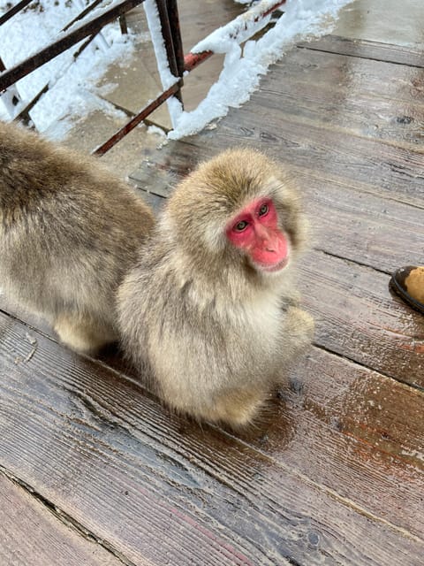 From Tokyo: Nagano Snow Monkey Park Zenkoji Temple Day Trip - Key points to know before booking