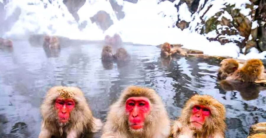 From Tokyo: Nagano Snow Monkey Park Zenkoji Temple Day Trip - Zenkoji Temple gives the day its cultural center