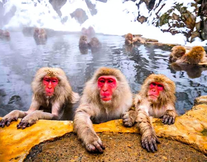 From Tokyo: Nagano Snow Monkey Park Zenkoji Temple Day Trip - Who should book this Nagano day trip?