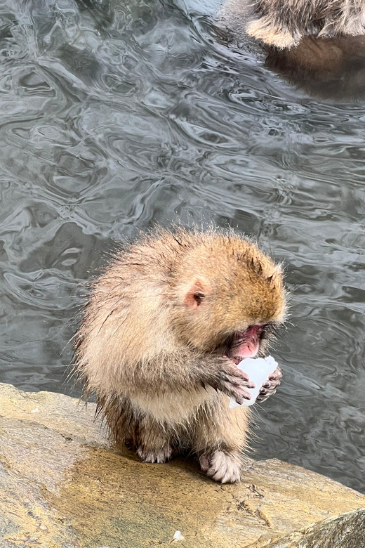 From Tokyo: Nagano Snow Monkey Park Zenkoji Temple Day Trip