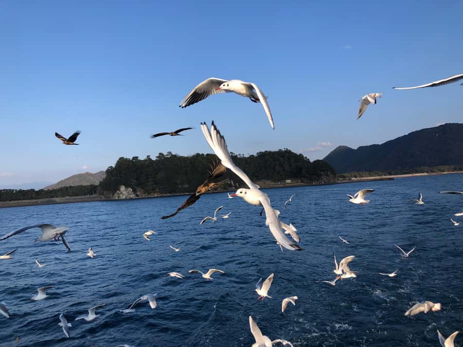 From Tokyo: Numazu Port and Gotemba Outlets Day Tour - What the schedule feels like in practice