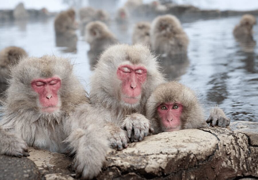 From Tokyo: Private Day Trip to Snow Monkey & Zenkoji - Who should book this day trip?