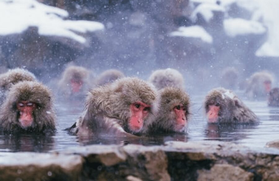 From Tokyo: Private Day Trip to Snow Monkey & Zenkoji - FAQ