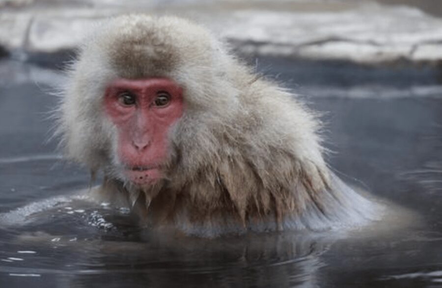 From Tokyo: Private Day Trip to Snow Monkey & Zenkoji