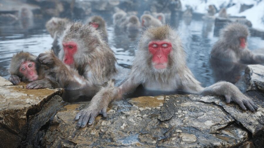 From Tokyo: Private Tour Snow Monkey Park & Zenko-ji Temple - Key points to know before booking