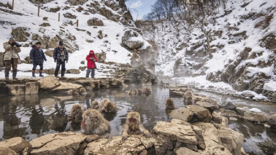 From Tokyo: Private Tour Snow Monkey Park & Zenko-ji Temple - The real shape of this Tokyo to Nagano day