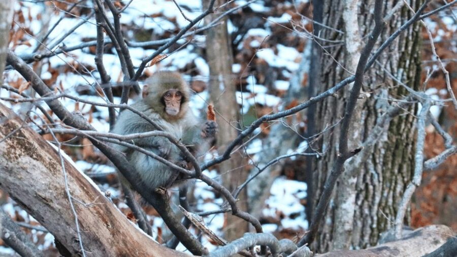 From Tokyo: Private Tour Snow Monkey Park & Zenko-ji Temple - Matsushiro Castle Ruins and a short samurai stop