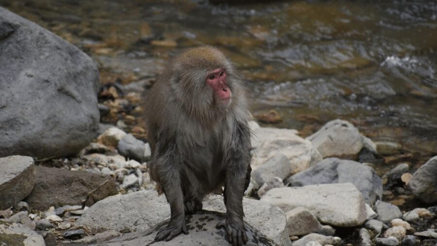From Tokyo: Private Tour Snow Monkey Park & Zenko-ji Temple - Shibu Onsen is more about atmosphere than a long soak