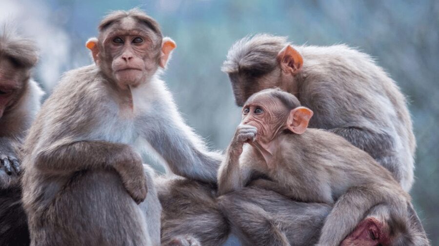 From Tokyo: Private Tour Snow Monkey Park & Zenko-ji Temple - Is $445 good value for your group?