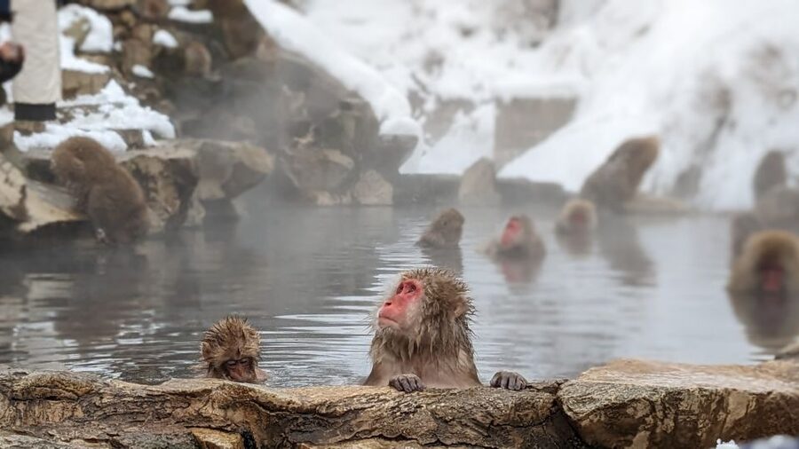From Tokyo: Snow Monkey 1 Day Tour with Beef Sukiyaki Lunch - Key points to know before booking