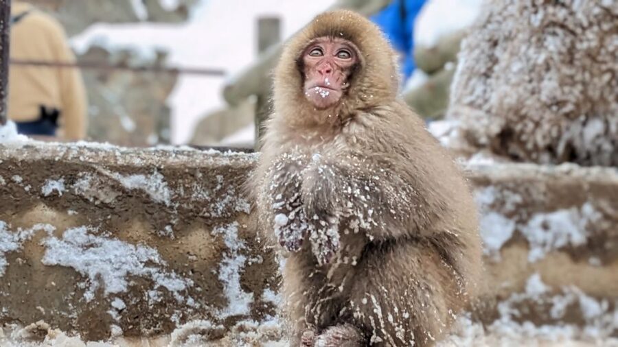 From Tokyo: Snow Monkey 1 Day Tour with Beef Sukiyaki Lunch - Should you book the Snow Monkey and Sukiyaki Tour?
