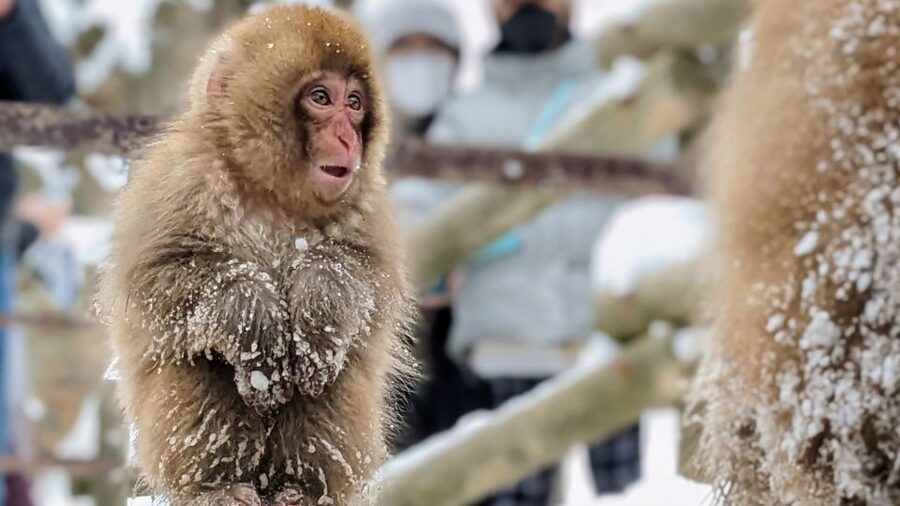 From Tokyo: Snow Monkey 1 Day Tour with Beef Sukiyaki Lunch - From Shinjuku to the snowy mountains