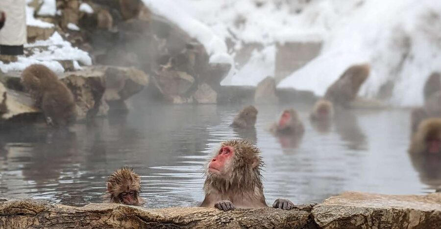 From Tokyo: Snow Monkey 1 Day Tour with Beef Sukiyaki Lunch - Walking into Jigokudani Monkey Park
