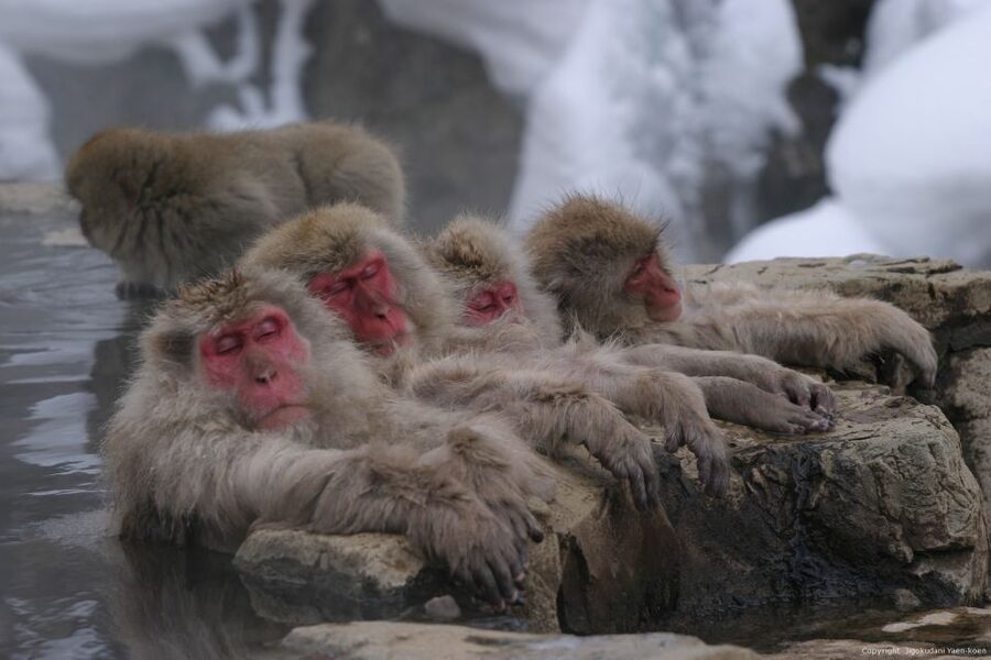 From Tokyo: Snow Monkey 1 Day Tour with Beef Sukiyaki Lunch - Guides, timing, and the value of the package