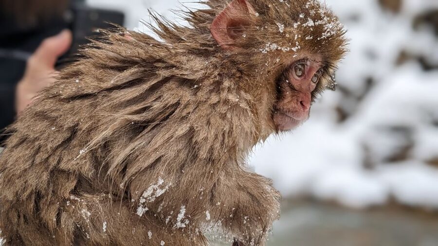 From Tokyo: Snow Monkey 1 Day Tour with Beef Sukiyaki Lunch - What to pack for the day