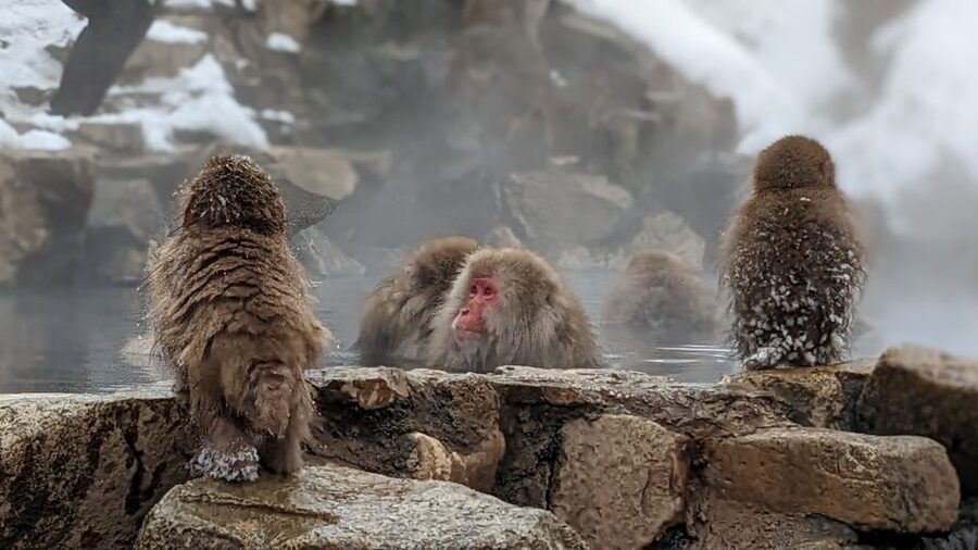 From Tokyo: Snow Monkey 1 Day Tour with Beef Sukiyaki Lunch - Who should book this Tokyo day trip?