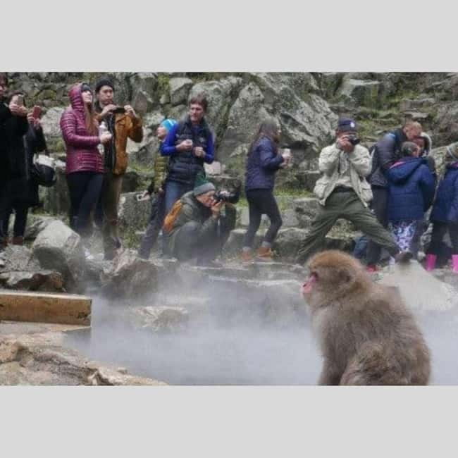 From Tokyo: Snow Monkey Park and Miso Production Day Tour - Who will enjoy this private tour most